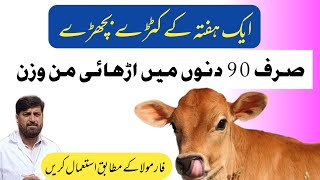 Fattening ونڈا For کٹڑے اور بچھڑے  Katta Bachra Farming  90 Days Farming 105 kg weight [upl. by Nallaf130]