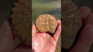 Ancient AMMONITE FOSSIL Discovered in Texas Creek ammonite fossilhunting fossils [upl. by Nalak]