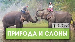 Пхукет ТРИП ПО АЗИИ  Храм с дикими обезьянами STREKOZA Travel [upl. by Jovia]