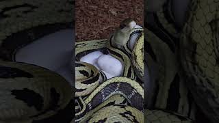 RATSNAKE DEFENDS HER EGGS shorts reptiles snake [upl. by Nathanial]