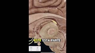 Lóbulos del cerebro y el cuerpo calloso píldorasanatómicas anatomia anatomy [upl. by Arin15]