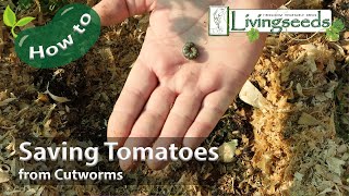 Saving Cutworm Damaged Tomatoes [upl. by Camala]