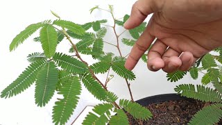 Touching Touch Me Not Mimosa Pudica Plant [upl. by Nunes153]