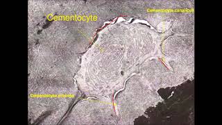 CementumPeriodontium 1 [upl. by Zinn22]