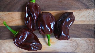 Chocolate Habanero Pepper Review 🌶️🔥 [upl. by Clardy224]