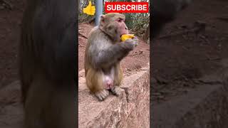 Hungry monkey eating bread shorts monkey bandar [upl. by Namreh]