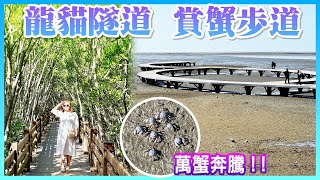 【新竹景點】新開幕的「台 61 線新豐休息站」，新豐紅樹林「龍貓隧道」，香山濕地「賞蟹步道」，午餐享用客家菜 Hsinchu Taiwan [upl. by Refotsirc877]