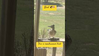 Roadrunner bird 🦅 in our porch 🇺🇸america roadrunnerbird bird texas shorts yvettevlogs [upl. by Freeland607]