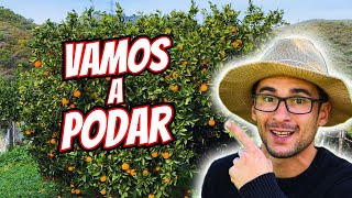 Realizamos una poda a los NARANJOS y LIMONEROS  Como Podar Citricos [upl. by Deborath]