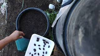 😋😋 Easy way to propagate cherimoya seeds [upl. by Delinda]