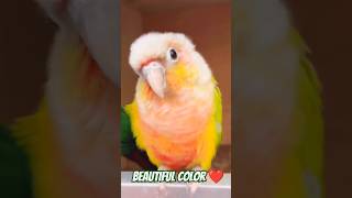 sunconure parrot cockatiel cockatoo macaw lover pets youtubeshorts youtube yt ytshorts u [upl. by Eliathas798]