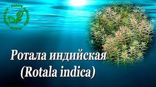 Ротала индийская Rotala indica [upl. by Brenan338]