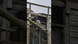 Ring tailed lemur climbing [upl. by Ravo]