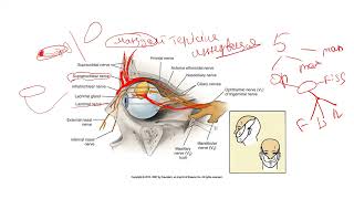 5 нервтің nervus trigeminus 1 тармағы nervus ophthalmicus [upl. by Aneloc21]