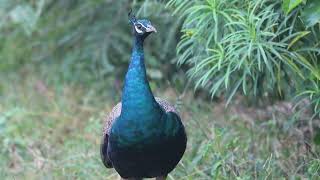 Bird watching at Botanical Garden [upl. by Enohpets]