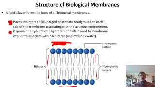 Biochemistry Lecture 5 [upl. by Cherin]