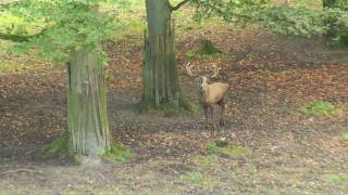 Hirschbrunft im Wildpark Schwarze Berge [upl. by Tarazi]