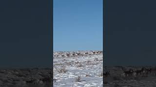 Pronghorn Run  Wyoming [upl. by Semyaj]