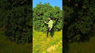 Nazrana Sajan Ka Pyar 🍁💖🍁sachinkumarhindupur shortvideo [upl. by Kcirdorb]