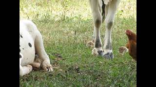 Chistoso Gallina con pollitos comiendo garrapatas de una vaca [upl. by Yerd]