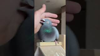 Strong bird🕊️pigeon birds foryou racerpigeon shortvideo shorts shortsviral pigeonlover fyp [upl. by Gnof]