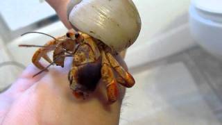 Caribbean Hermit Crab  Coenobita Clypeatus [upl. by Sand]