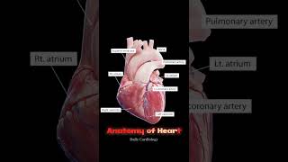 تشريحالقلب anatomy [upl. by Zedekiah]