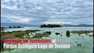 Regresan los humedales al Parque Ecológico Lago de Texcoco [upl. by Vinay]