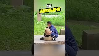 They Rescued the Baby Panda Just in Time ❤️shorts rescue story animals animalkindness [upl. by Eluk673]