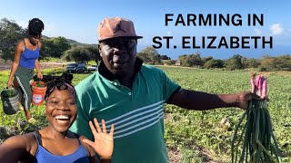 FARMING IN ST ELIZABETH JAMAICA WENT TO MY FATHER’S FARM Melon cucumber red root scallion🍉👨🏾‍🌾 [upl. by Tegan]