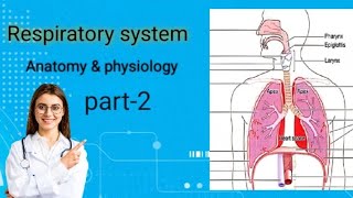 respiratory system anatomy and physiology part 2  bsc nursing gnm  mbbs2 video trending [upl. by Devaj]