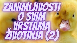 TOP 5 Zanimljivosti o Svim Vrstama Životinja 2 [upl. by Atat549]