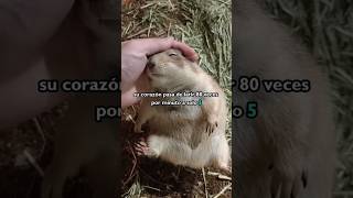 quotDatos Sorprendentes sobre Marmotas ¡Duerme 8 Meses y Más 🦫🌟quot marmota [upl. by Behre]