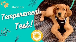 How to Temperament Test Puppies •Service Dog Prospect Tips Included• [upl. by Saddler]