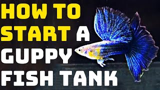 How To Start A Guppy Fish Tank  Guppy Channel [upl. by Yesteb967]