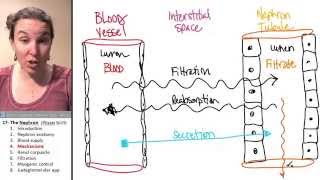 Nephron 4 Mechanisms [upl. by Dix618]