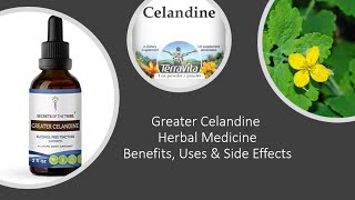 Greater Celandine Herbal Medicine Benefits Uses amp Side Effects [upl. by Mathias]