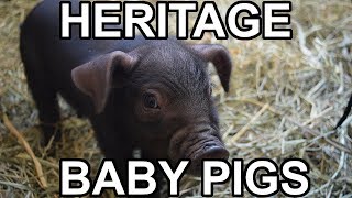 Baby pigs in the Northern Ontario Winter  Heritage Large Black Hog [upl. by Evanthe]