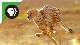 Did the American Cheetah Make the Pronghorn Fast [upl. by Vladimir759]