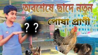 অবশেষে ছাদে নতুন পোষা প্রাণী  Obbishes Sade Notun Posha Prani  Chacha amp Bhatija Mini Zoo [upl. by Nidnarb]