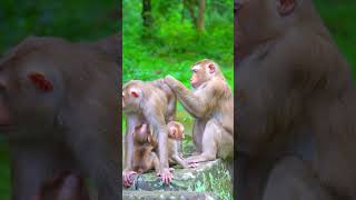 Top Wild Monkey Video 2024 Shorts monkeys animals [upl. by Kaine]