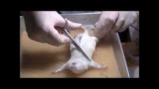 Rat dissection at the Department of Zoology University of Johannesburg [upl. by Sue994]