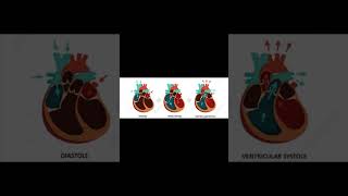 A level biology edexcel A Cardiac cycle [upl. by Odrarebe]