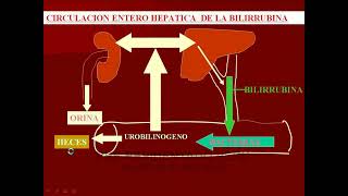 Fisiología hepática  Curso Residentado Médico  Fisiología [upl. by Augy701]