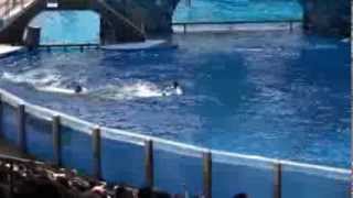 Killer whale kills trainer at Orlandos Sea World Dawn Brancheau Rip [upl. by Babita]