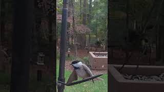 Carolina Chickadee Uses Its Wings for Balance at the Feeder [upl. by Dallas677]