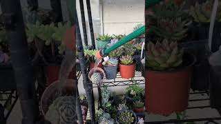 Watering my succulents 2024 [upl. by Azral]