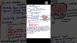 Fascia of Neck   Part  2  mbbs shorts trending [upl. by Annoif530]