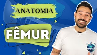 Anatomia do FÊMUR  WEBVET [upl. by Yv685]