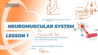 Neuromuscular System Lesson 1 [upl. by Meid]